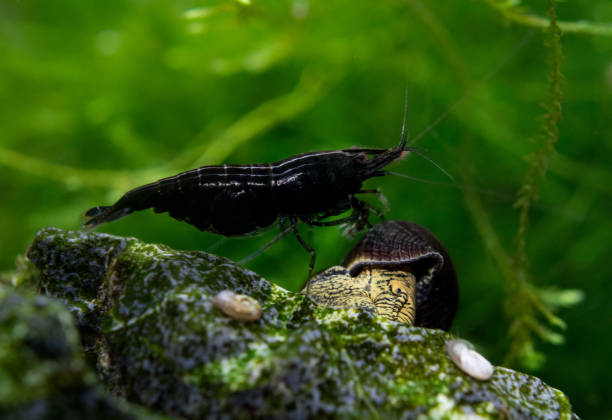 Cara Mengembangbiakkan Udang Hias di Akuarium Rumah
